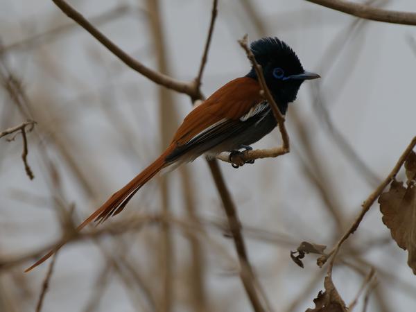 <h3><a href="/trips/tanzania/biota/animalia/chordata/aves/040 passeriformes/053 monarchidae/terpsiphone viridis/terpsiphone viridis-nl.html">Terpsiphone&nbsp;viridis</a> / African&nbsp;paradise&nbsp;flycatcher / Afrikaanse&nbsp;paradijsmonarch</h3>OM-1 Mark II met OLYMPUS M.150-400mm F4.5 TC, 1/2000 sec  bij F5.6, ISO 1250, afstand 8.82&nbsp;m